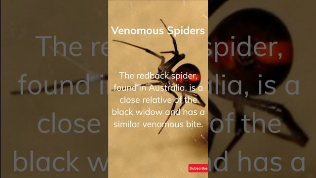 The Most Venomous Spiders In The World смотреть онлайн