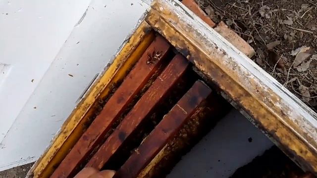 Выпуск матки с изолятора в улье ППУ №9 ,где было подозрение на нозему церану. смотреть онлайн