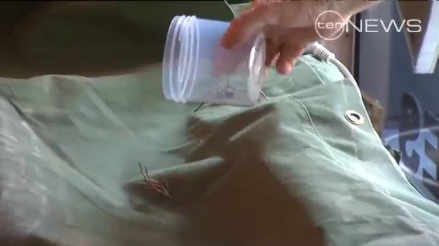 Spider Man Record Attempt смотреть онлайн