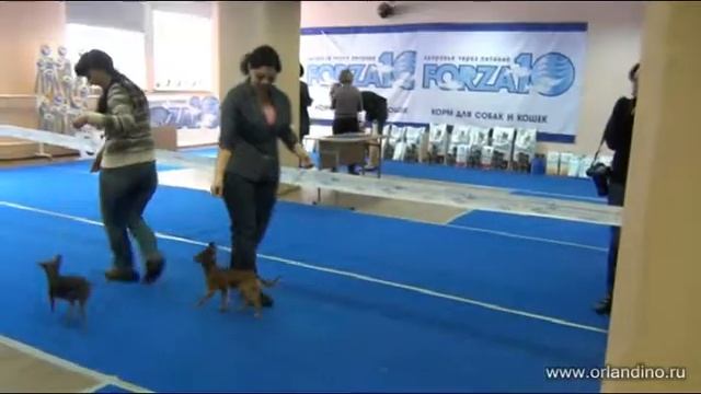 Орландино Пальмира. Русский той на выставке. Orlandino Palmira russkiy toy смотреть онлайн