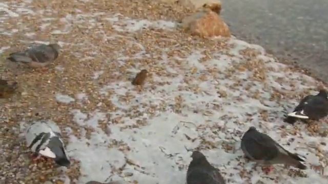 Птицы на Енисее. смотреть онлайн