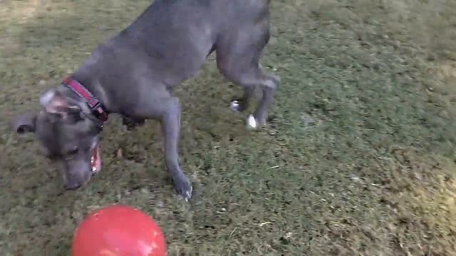 100 0370 Sea, Land, then Kennel with Jolly Egg, 8 min смотреть онлайн