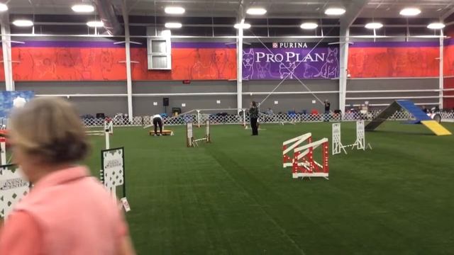 Spirits standard run yesterday at purina смотреть онлайн