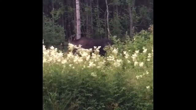 Лось в огороде часть 3 смотреть онлайн