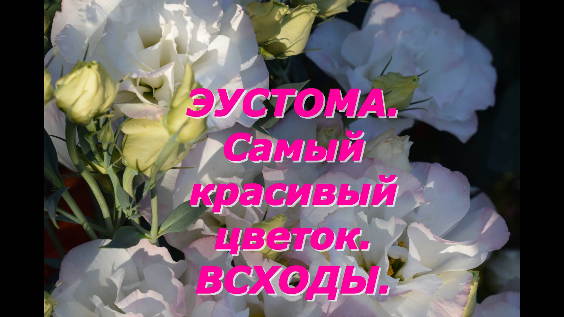 Эустома. Всходы. Самые важные условия выращивания рассады цветка смотреть онлайн