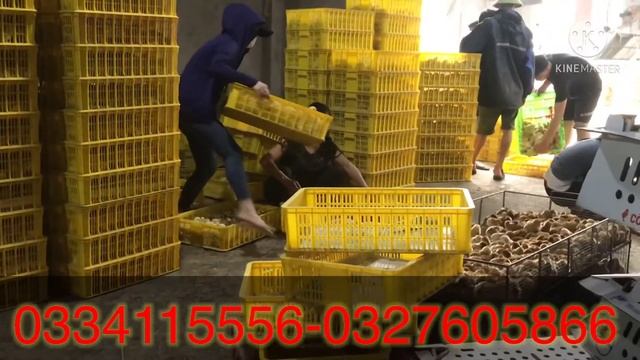 Giống gà ri pháp sll phục vụ các bác nhiệt tình lh 0334115556 - 0327605866 смотреть онлайн
