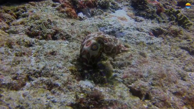 Blue ringed Octopus - Marine Life in Bali with Southern Dreams Diving Club смотреть онлайн
