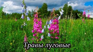 Травы луговые