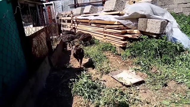 Дети на год научились. Стройка продолжается. смотреть онлайн