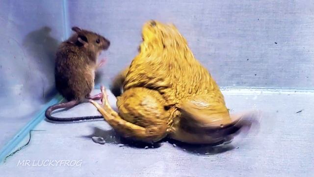 Asian Bullfrog Tries To Eat Mouse! Warning Live Feeding