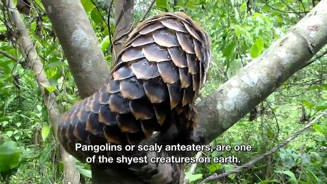 PANGOLINS смотреть онлайн