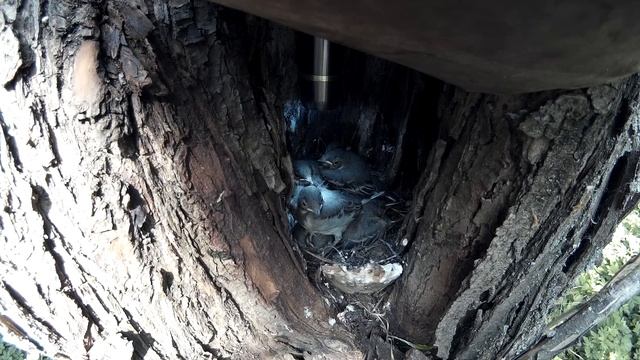 Трясогузка белая №150605 6 SJ4 150607 3 кормежки, съем камеры смотреть онлайн