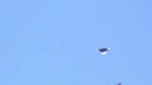 николаевские голуби | николаевские голуби агурбаша