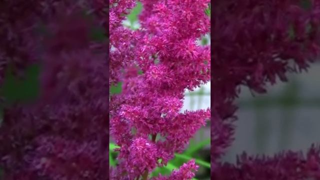 Астильба. Дмитрий Шлапак смотреть онлайн