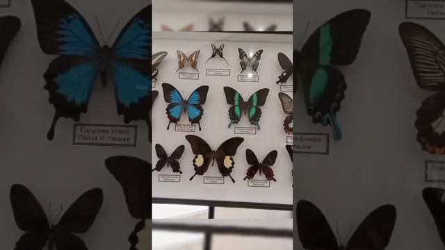 Выставка насекомых и пауков смотреть онлайн