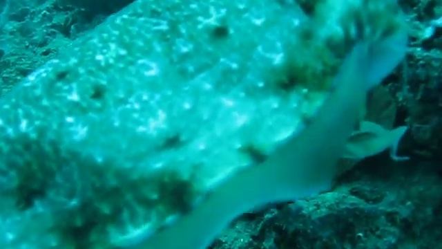 CUTTLEFISH -- Thailand смотреть онлайн