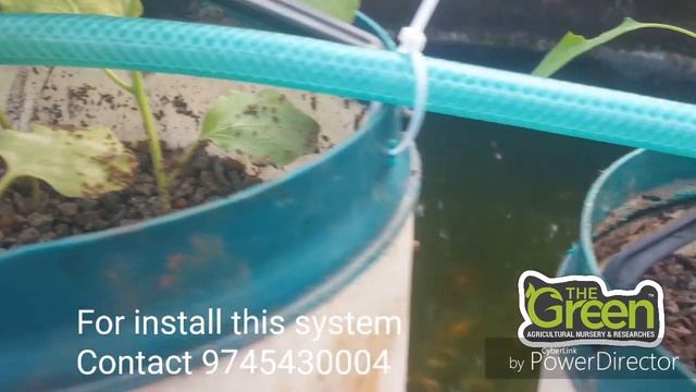 Aquaponics From The Green смотреть онлайн