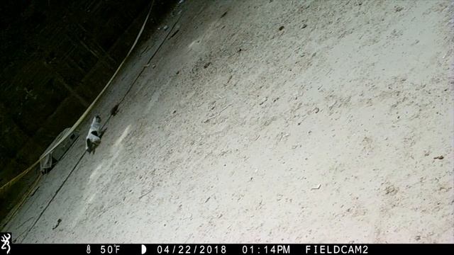 Are Cats Good Rat Control? смотреть онлайн