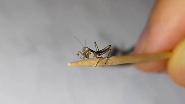 Богомольчик ест мушку (15 сек) смотреть онлайн