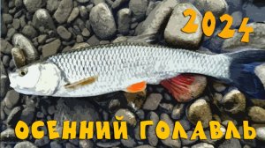 Кубань, рыбалка по голавлю