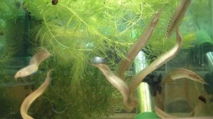 Макрогнатус глазчатый.Что за рыбка_ Условия содержания. Нюансы.