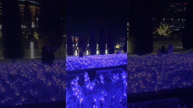 парк гилицкого, новогодние лавандовые поля в Краснодаре смотреть онлайн