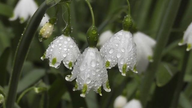 Что ждет одинокую женщину в старости // 3 пронзительных цитаты Пауло Коэльо смотреть онлайн