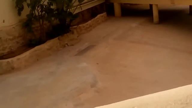 Крокодилы смотреть онлайн