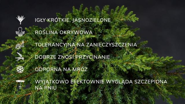 GREENMANTLE - jałowiec pospolity (Juniperus communis 'Greenmantle') - opis rośliny смотреть онлайн
