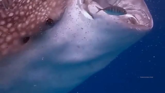 Whale Shark. Китовая акула. смотреть онлайн