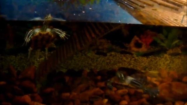 Знакомство с черепахой смотреть онлайн
