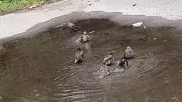 Скворцы Купаются в Луже) смотреть онлайн