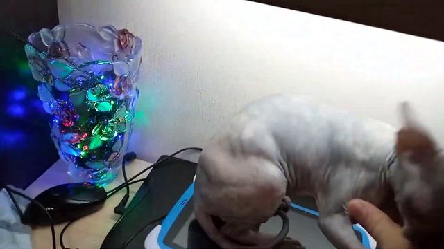 Муся!!! 2023 г. смотреть онлайн