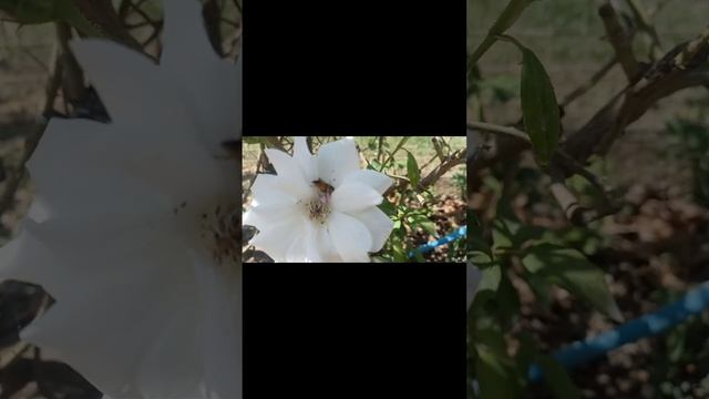Pink crab flower spider смотреть онлайн