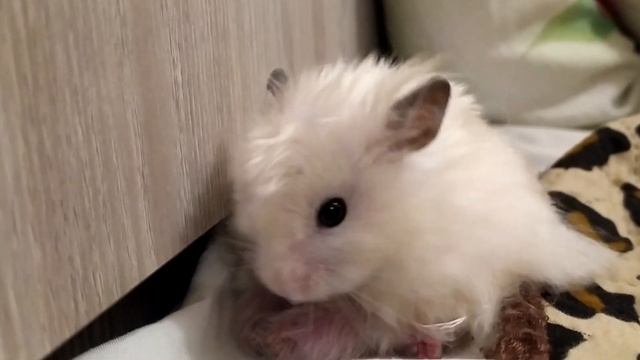 ЗАБЫЛА ПРО ХОМЯКА!? смотреть онлайн