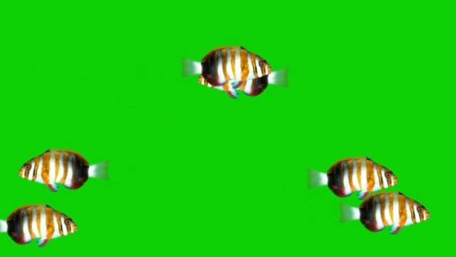 Tiger Fish Green Screen Animation Effect HD Footage смотреть онлайн