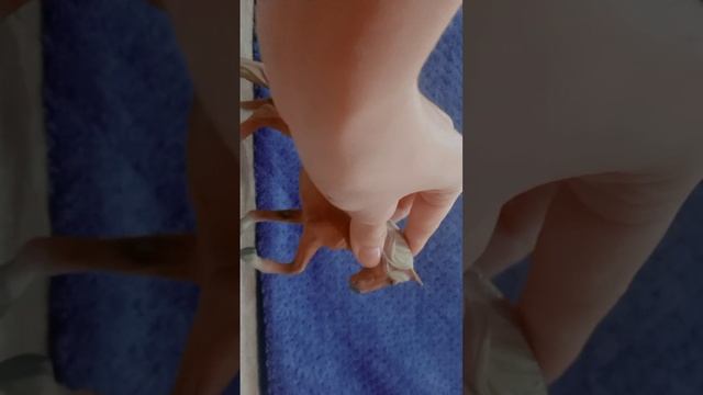 Обзор на фигурки лошадей Каллекта смотреть онлайн