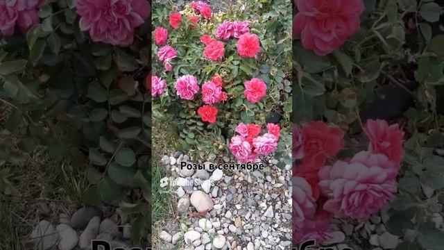 17 сентября 2024 г. смотреть онлайн