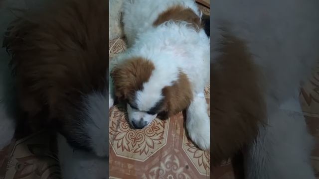 московская Сторожевая отказали лапы полное видео в профили #shortvideo #рекоминдации #собаки смотреть онлайн