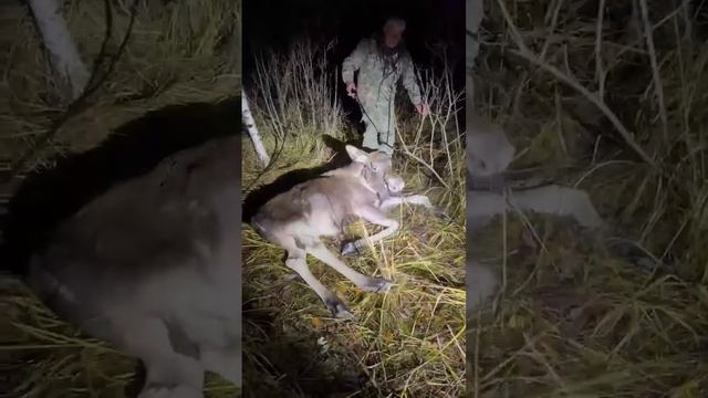 пьяный лось