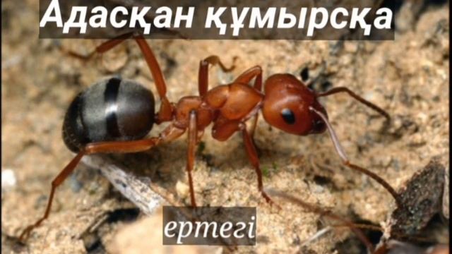 Адасқан құмырсқа//аудиоертегі//ертегі смотреть онлайн