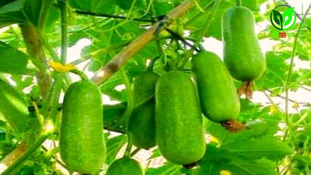 কুমড়ার মাছি পোকা সহজেই দমন করুন (@krishimathschool) смотреть онлайн