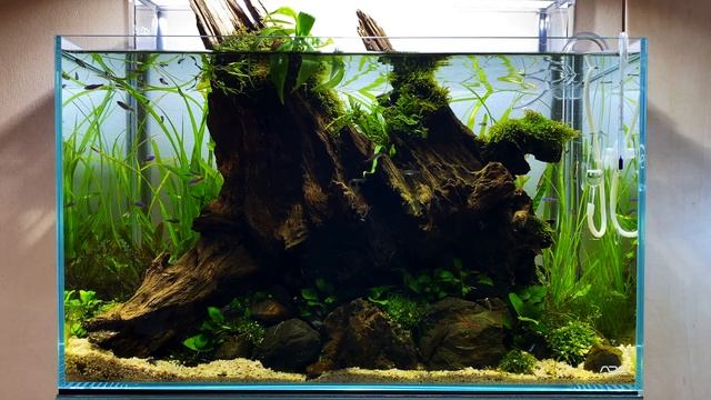 ADA 60P 4K Cinematic Nature Aquarium Style Aquascape for 60 Minutes смотреть онлайн