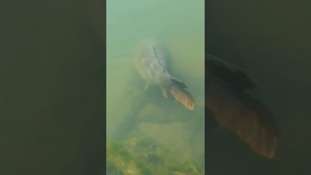 Monster Carp With A Lamprey смотреть онлайн