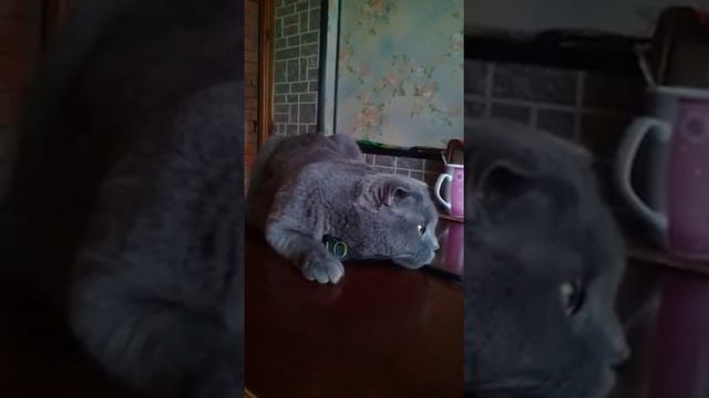 Когда очень чешутся щечки) Семик.Британец вислоухий смотреть онлайн