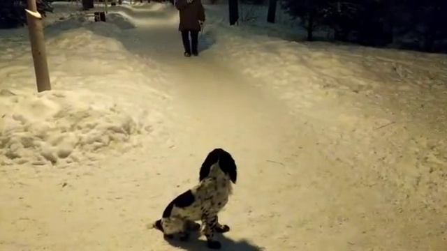Послушание. Выполнение команд "Сидесь"! и "Ко мне!! с дублирование команды свистком и жестом. ч.1 смотреть онлайн
