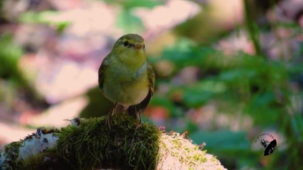 Пеночка - трещотка