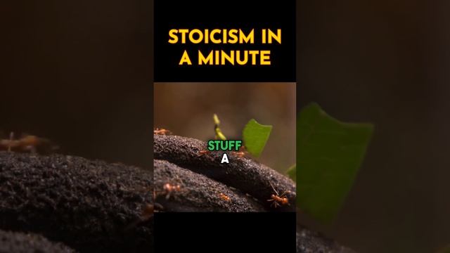 Here’s what Stoicism means #stoics #stoicism #seneca #marcusaurelius смотреть онлайн