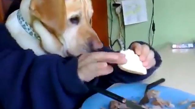 Собака кушает) вот это прикол 2012 смотреть онлайн