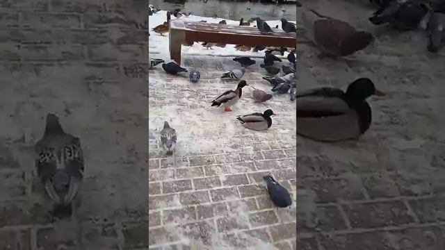 1000 и 1 утка мы в шоке сколько их тут смотреть онлайн